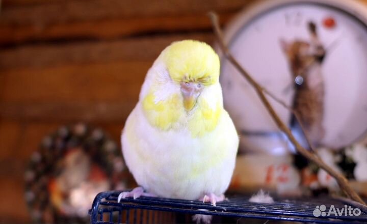 Говорящий попугай ручной ввп Чехи пара видео