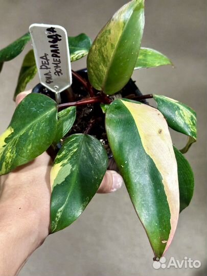 Филодендрон ред эмеральд /клубничный шейх