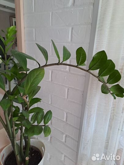 Замиокулькас