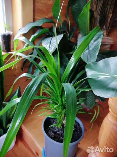 Цветы комнатные