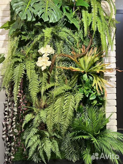 Пано премиум класса