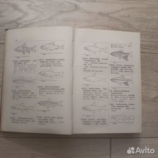 Иллюстрированный словарь названий промысловых рыб
