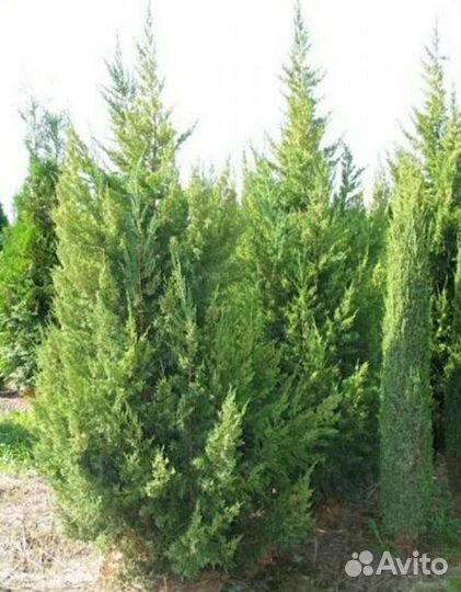Можжевельник китайский