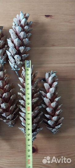 Шишки сосны