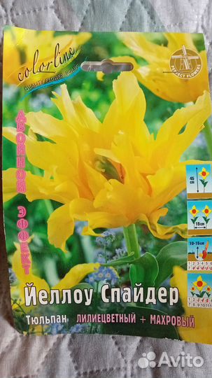 Тюльпаны луковицы