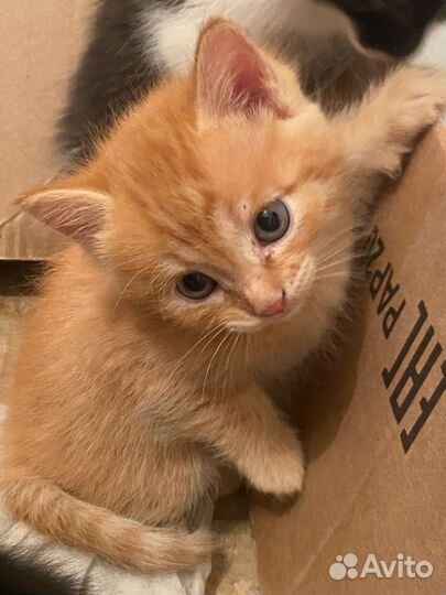 Котята в добрые руки
