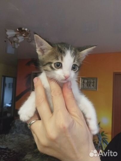 Котёнку нужен дом