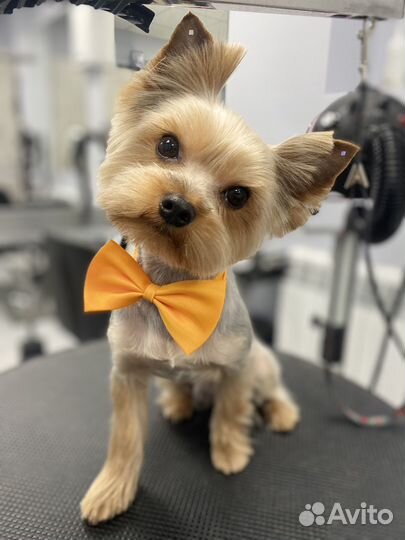 Модели на бесплатную стрижку,стрижка собак и кошек