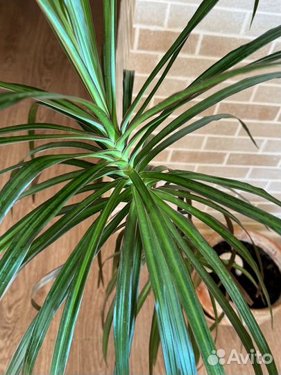 Пальма драцена 90 см