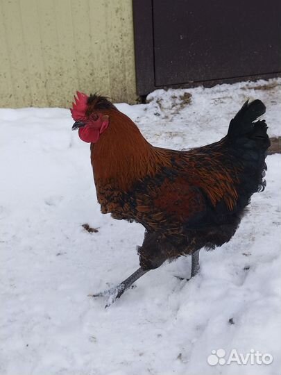 Молодые петухи