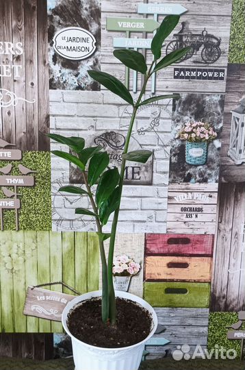 Замиокулькас