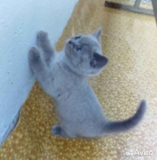 Вислоухие котята