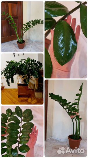 Замиокулькас