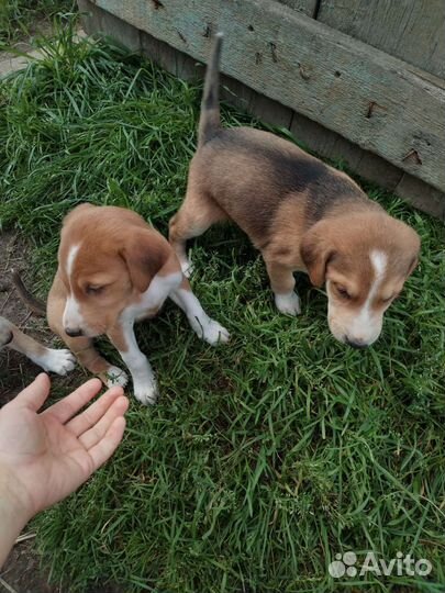 Щенки гончей