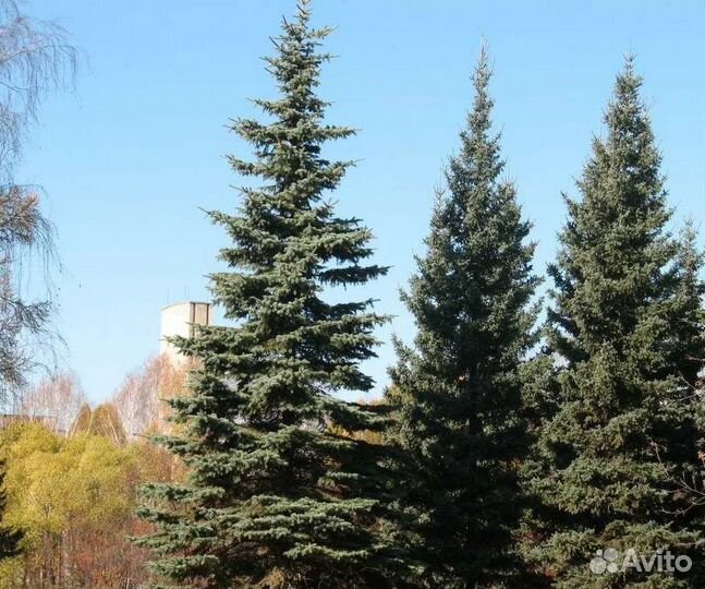 Крупномер ели