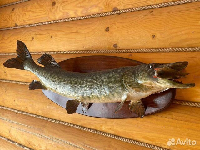 Чучело Щуки, для интерьера в дом, коттедж