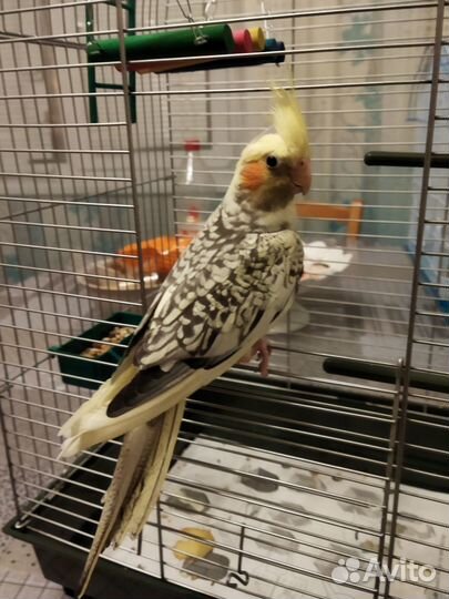 Продам попугая Кореллу