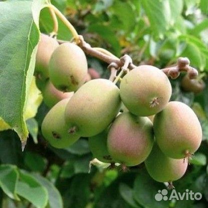 Актинидия (Киви) разных сортов в горшках