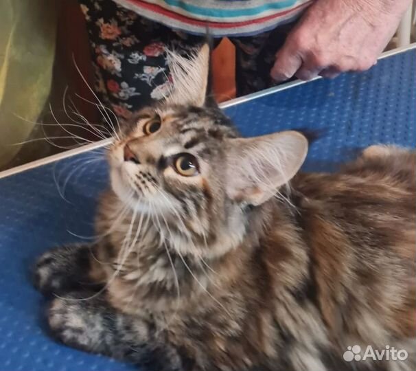 Котята мейн-кун