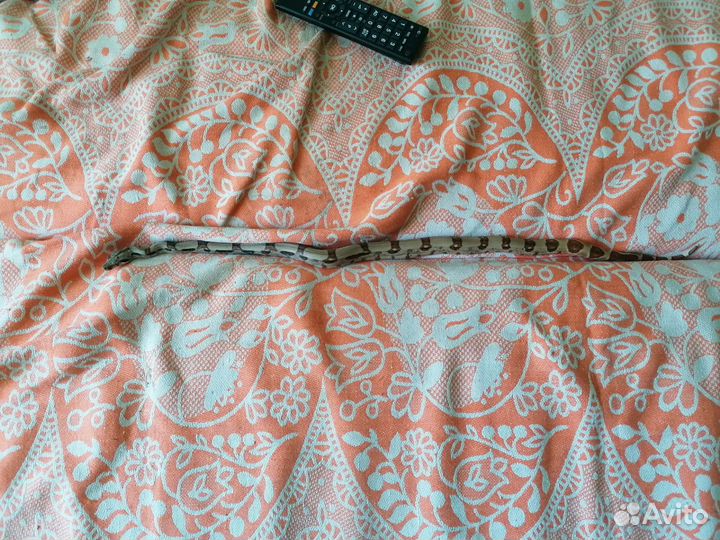 Императорский удав