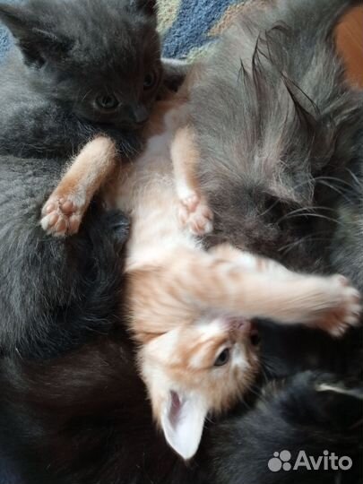 Котята в добрые руки