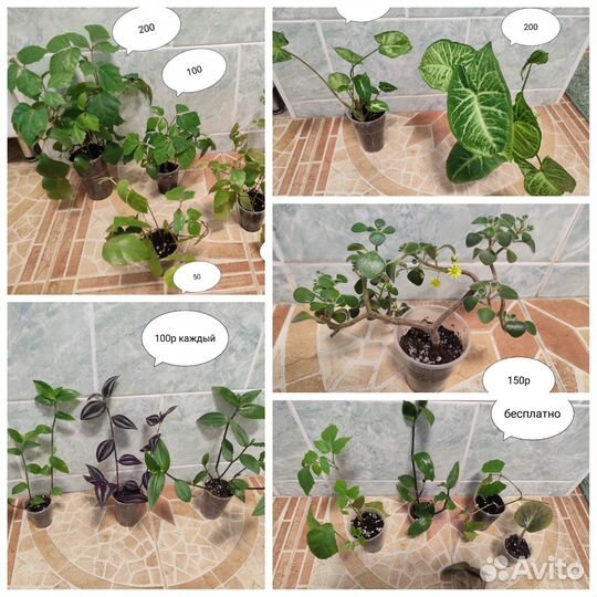 Комнатные цветы