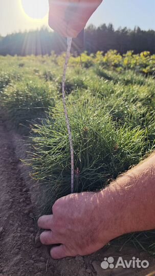 Саженцы ели окс от производителя