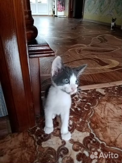 Котята сфинкс