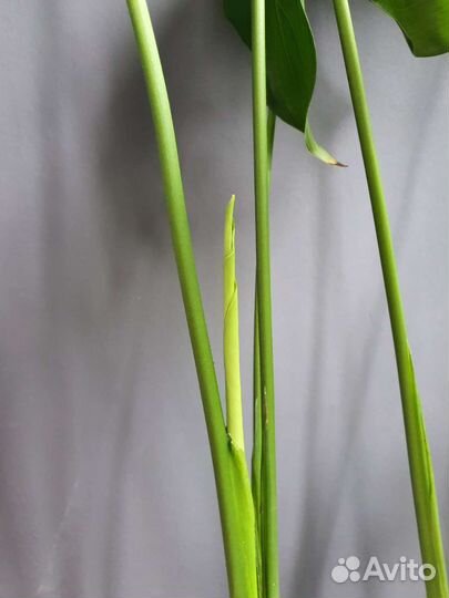 Спатифиллум Свит Себастьян