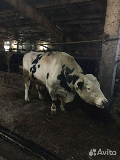 Быки и телки. Разных пород, 3месяца