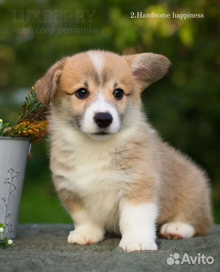 Щенки Вельш Корги Пемброк