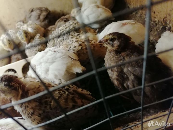 Яйца перепелиные инкубационое, перепела