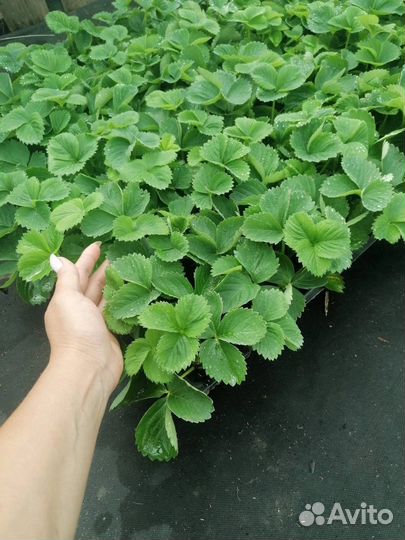 Клубника и рассада