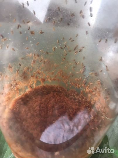 Дрозофила кормовая