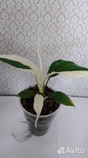 Спатифиллум Пикассо