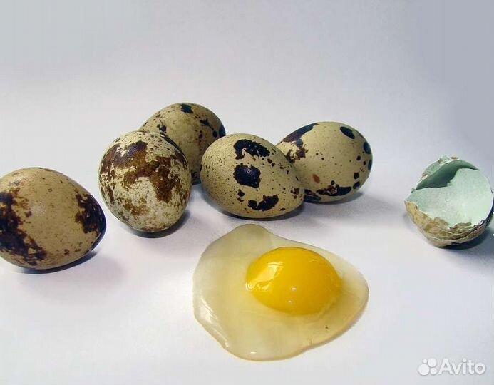 Вкусняшки перепелиные