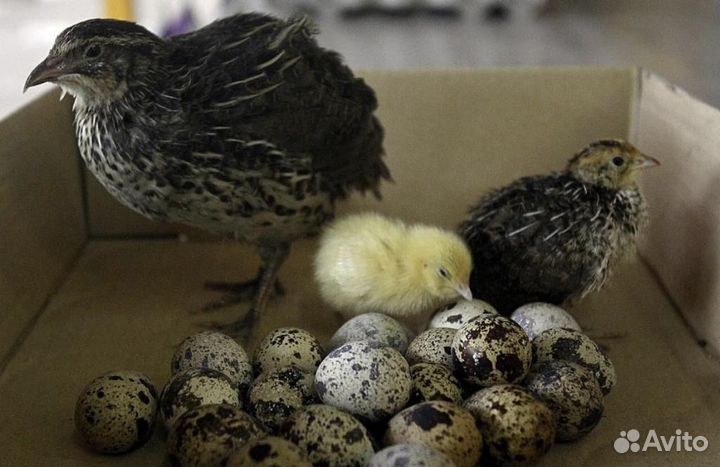 Яйца перепелиные, инкубационные, домашние,мясо