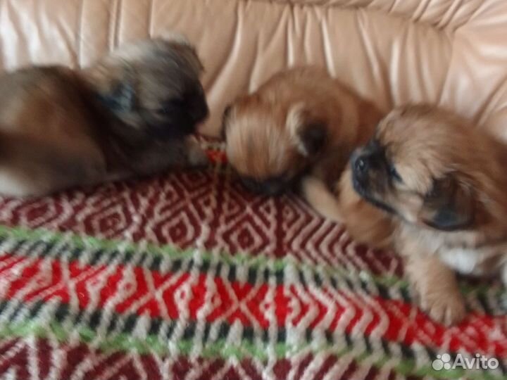 Щенки пекинеса