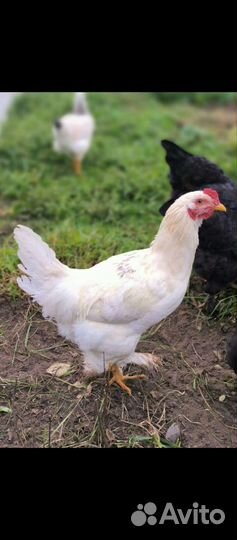 Продаются петушки 4,5 мес