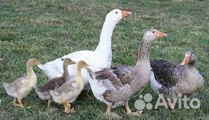 Продам гусей
