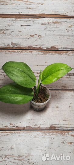 Комнатные растения Сциндапсус