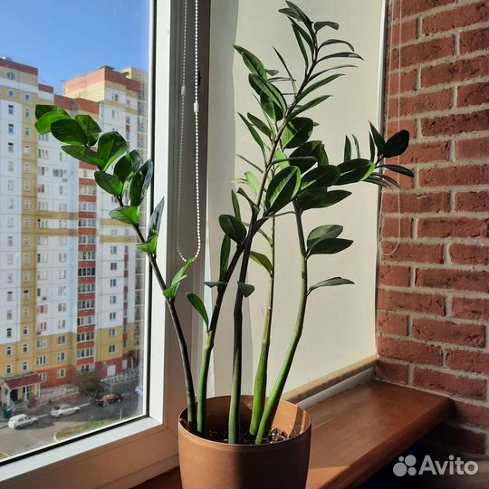 Замиокулькас