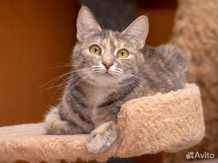 Плюша ищет дом