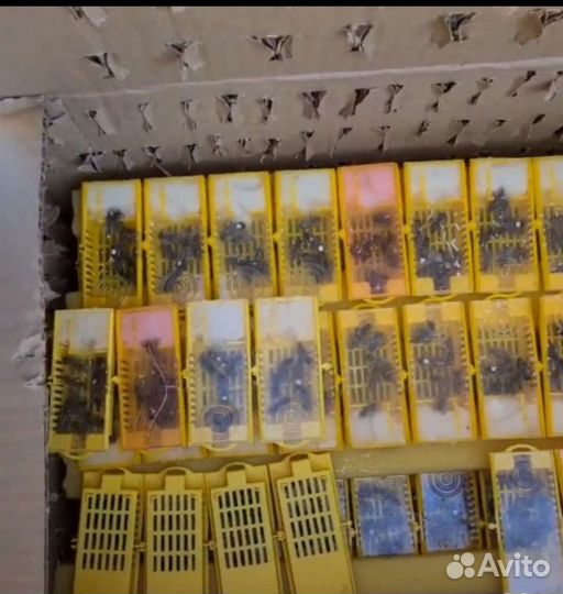 Матки Бакфаст, Карника