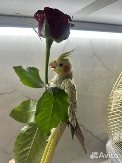 Попугай корелла с клеткой