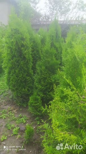 Растение туи