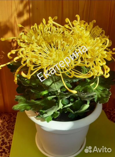 Хризантема жёлтая Фейерверк, Толстянка, Гуава