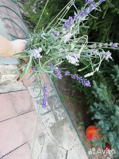 Лаванда. Букет - Ароматизатор