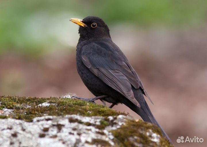 Певчие птицы