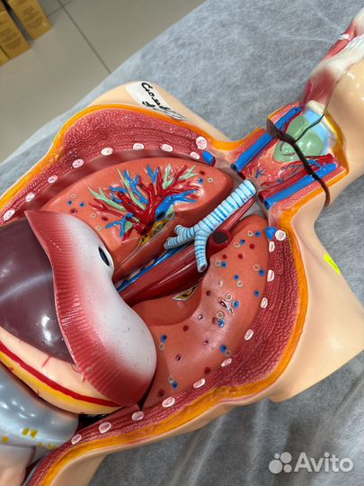 Анатомический муляж 85см со съемными органами
